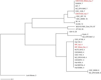 Closing Clostridium botulinum Group I Genomes Using a Combination of Short- and Long-Reads